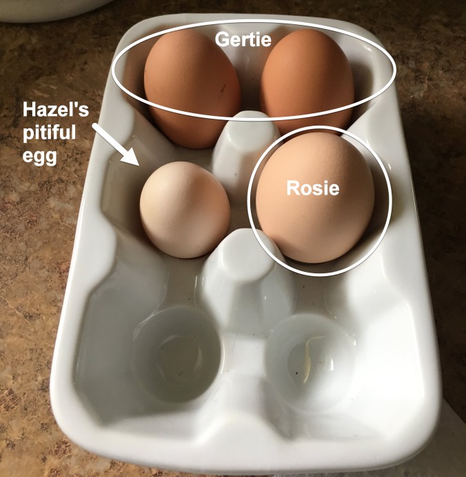 eggs-11-7-16
